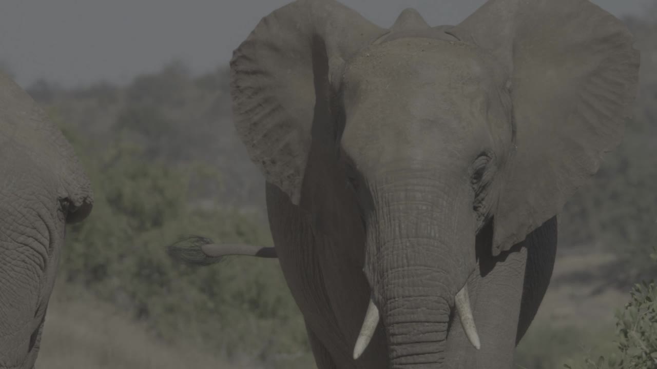 大象视频素材