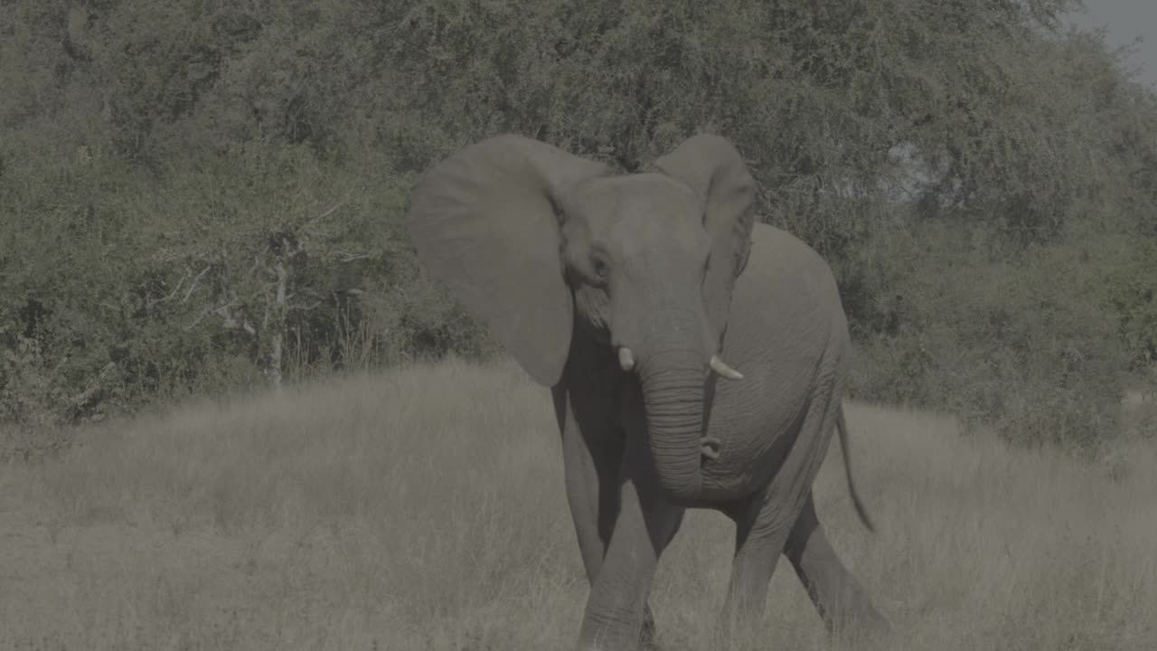 年轻的公牛头大象视频素材