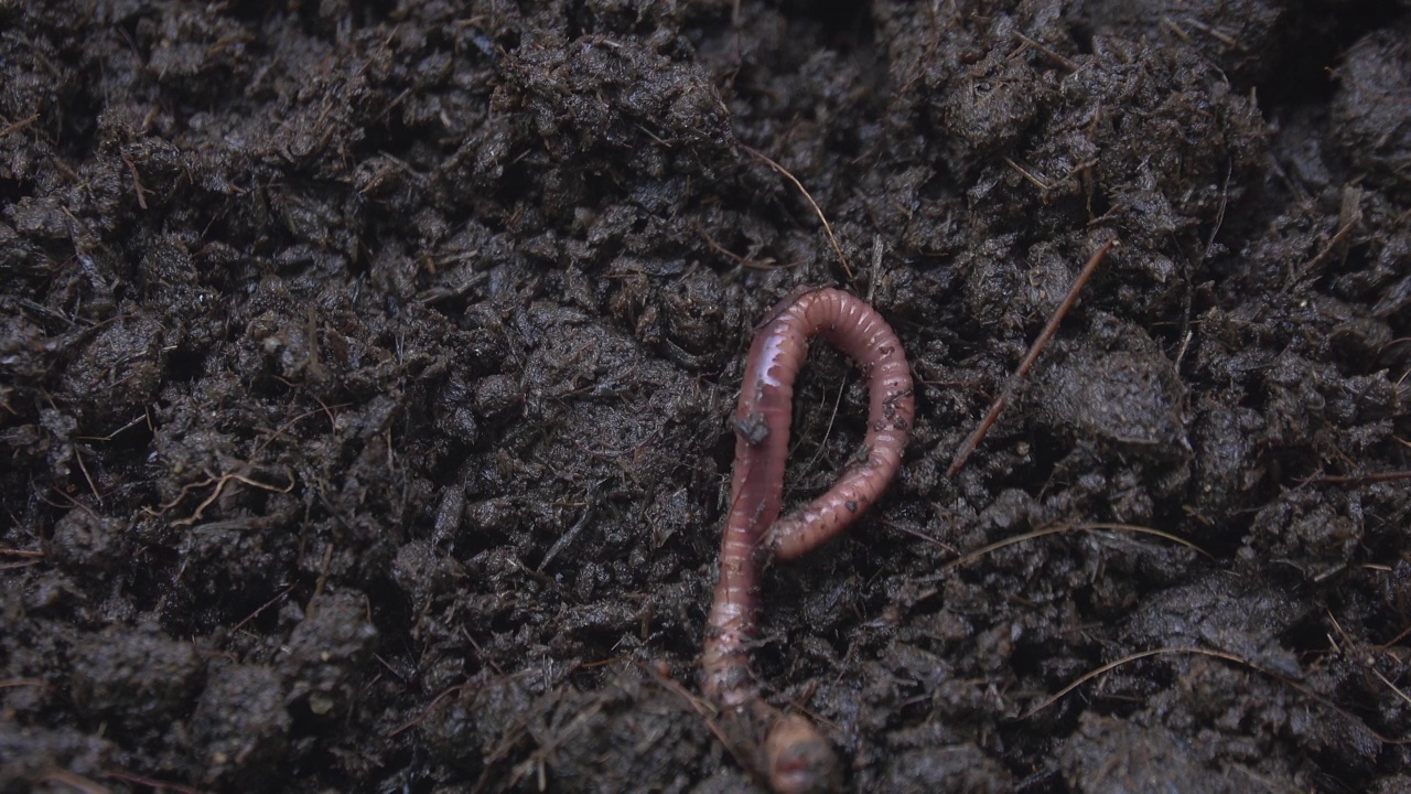 蚯蚓在泥土上爬行视频下载