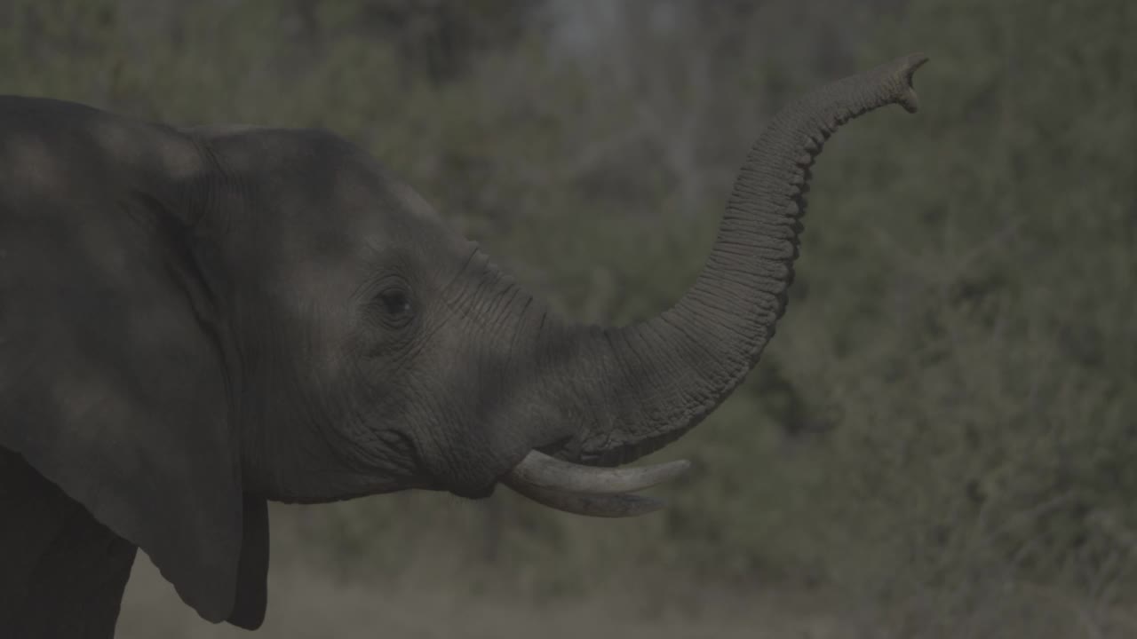 大象的鼻子视频素材
