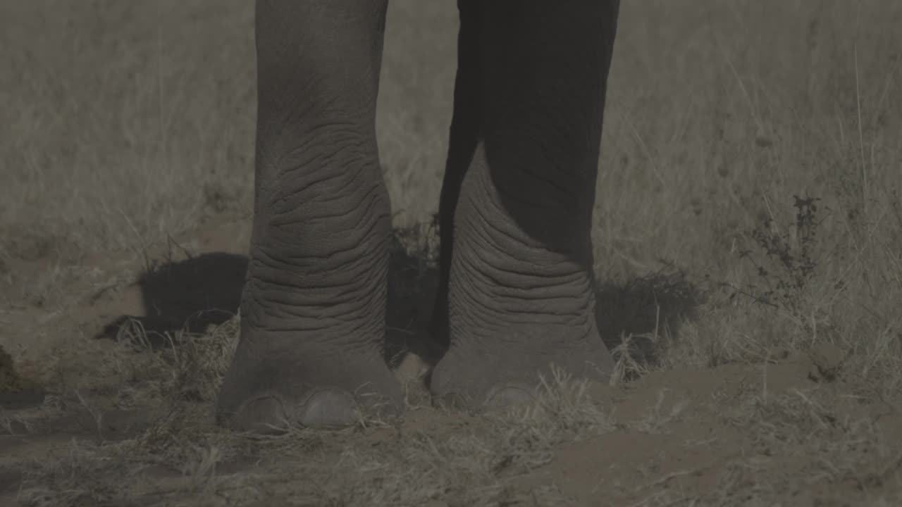 大象移动鼻子视频素材