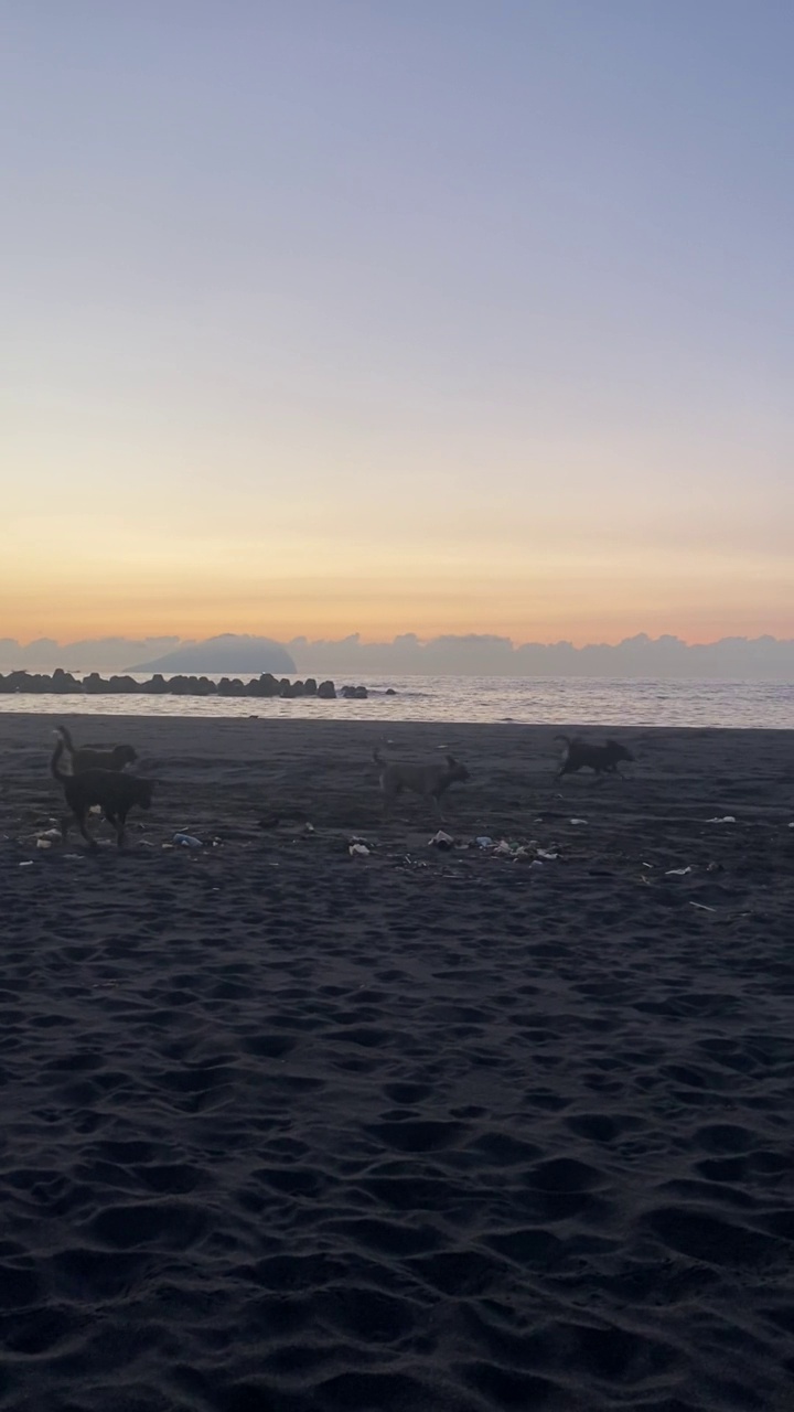 狗在沙滩上奔跑视频下载
