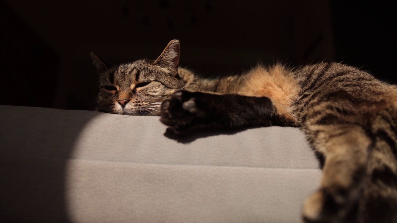 漂亮的猫睡在灰色沙发上，仔细看。猫平静地睡在灰色的布质沙发上放松视频素材