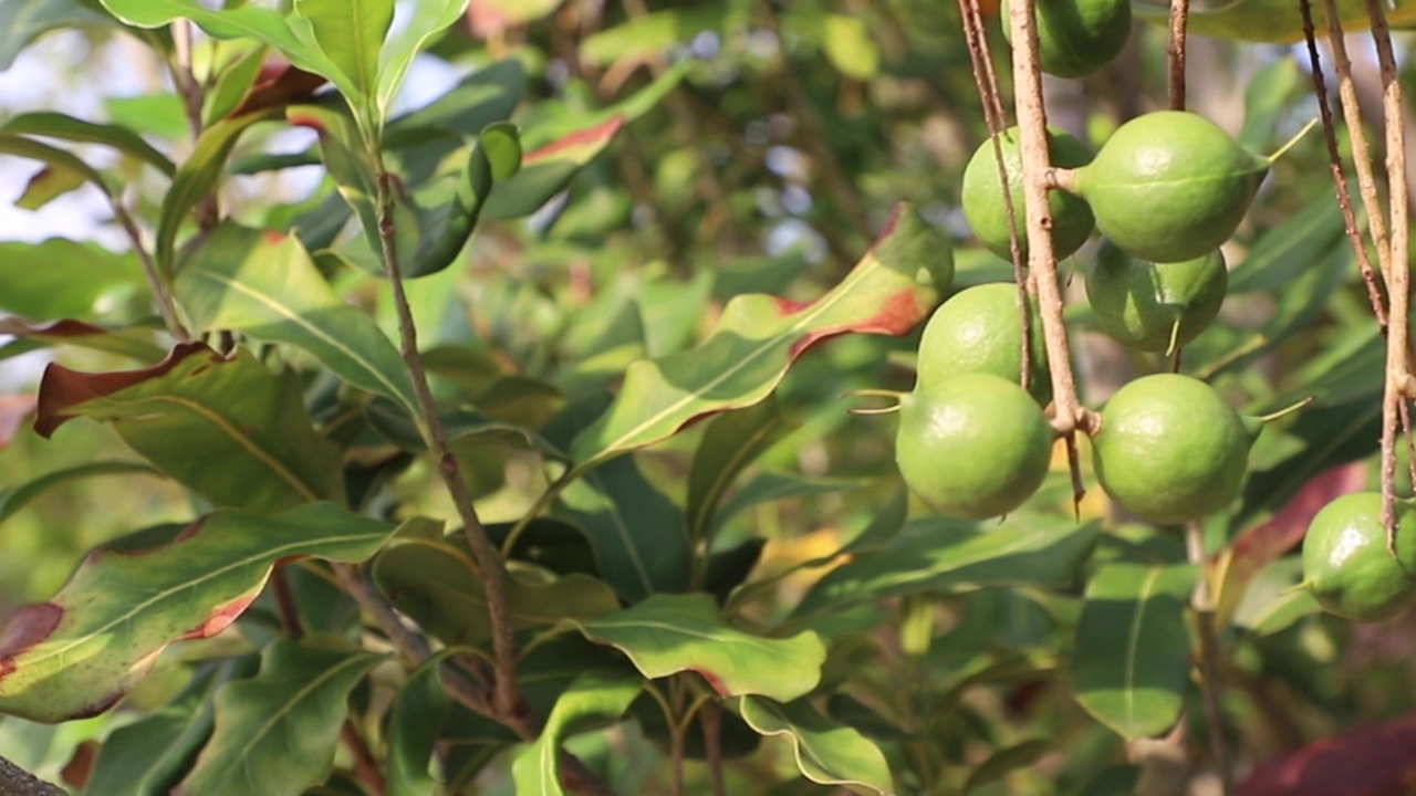 澳洲坚果在树上视频素材