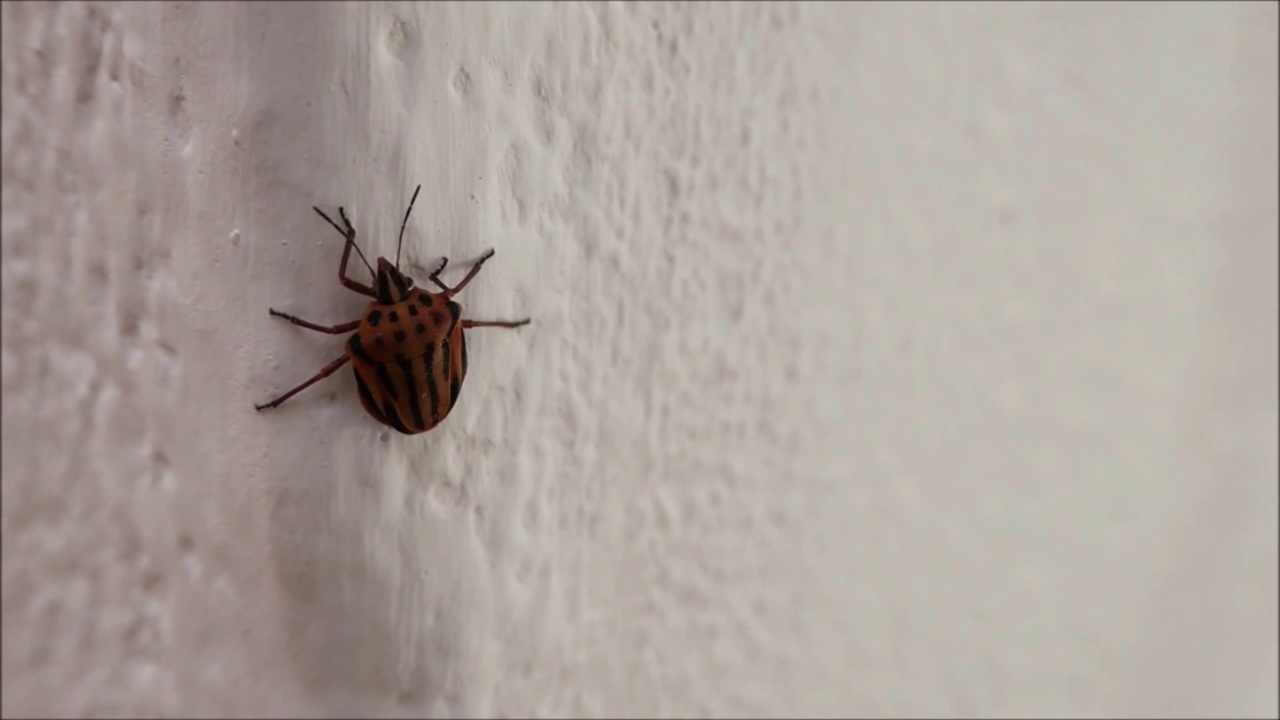 棕色条纹甲虫视频下载