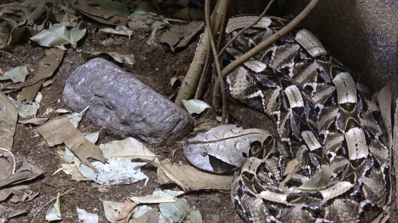 加蓬蝰蛇，bitis gabonica犀牛隐藏在树叶中，伺机捕食视频下载