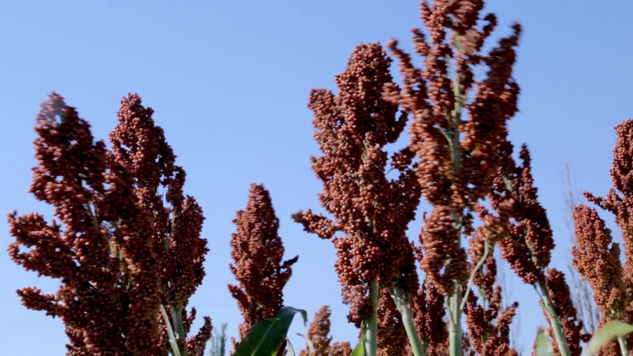 高粱的穗状花序映衬着蓝天。搅拌高粱。农业。视频下载