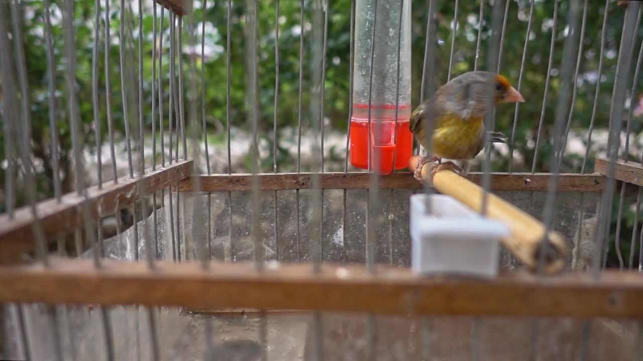 圈养的杂交金翅雀在笼子里扑腾的鸟视频素材