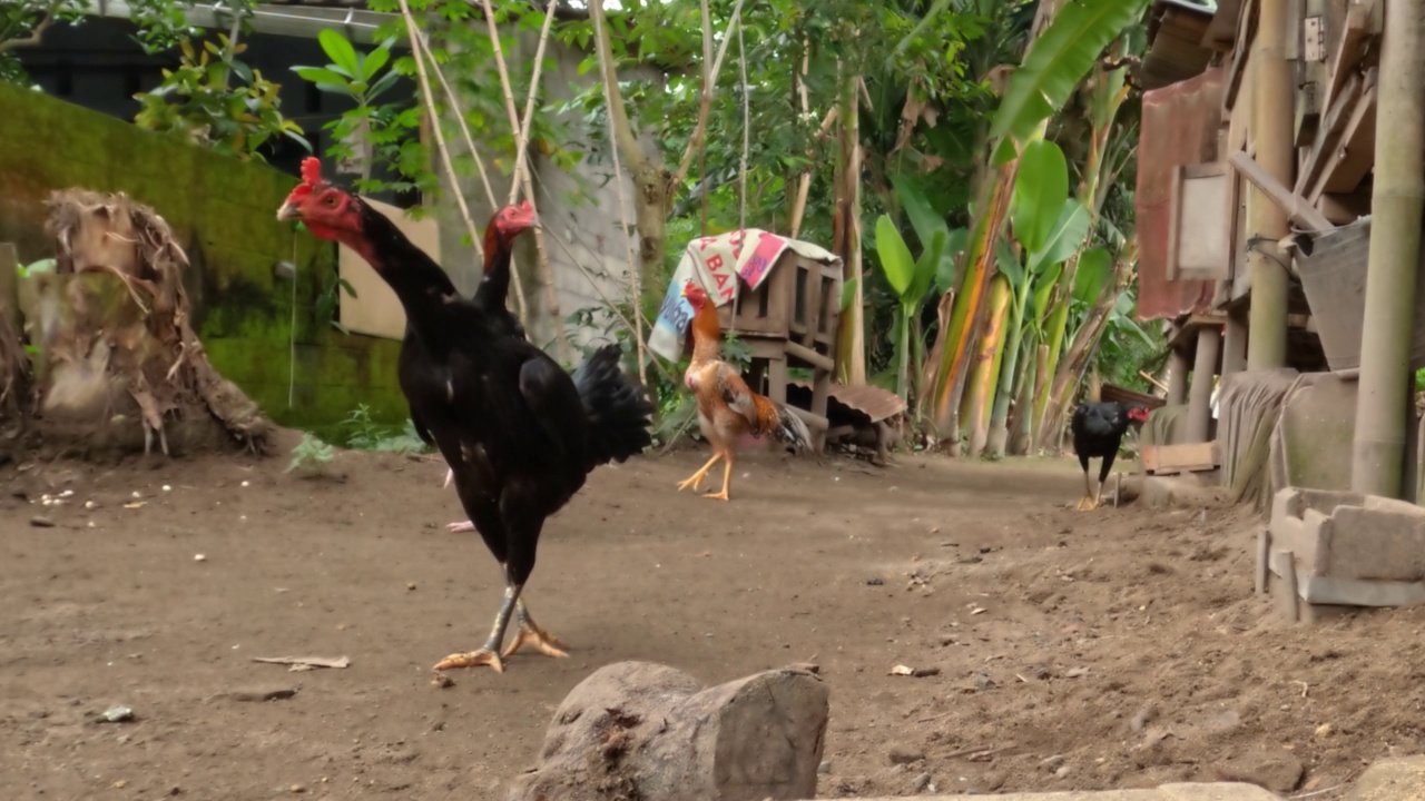当地鸡的养殖仍然是传统方式，可以自由地寻找食物或繁殖视频素材