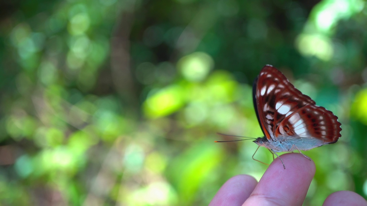 人类手上的热带雨林蝴蝶特写视频素材