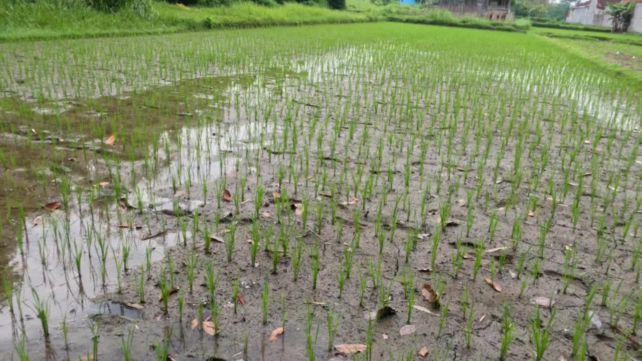 种植茎尚小、叶和茎都是绿色的小型水稻视频下载