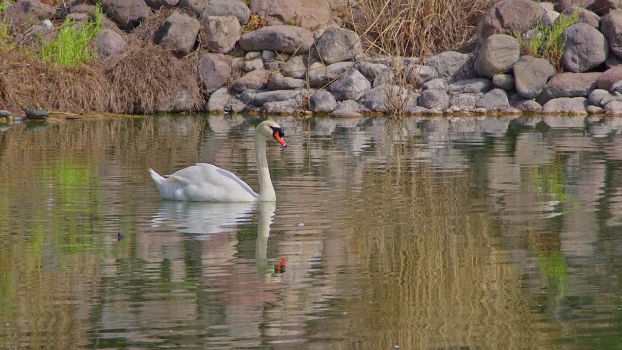 美丽的白色天鹅独自漂浮在绿色的湖水视频素材