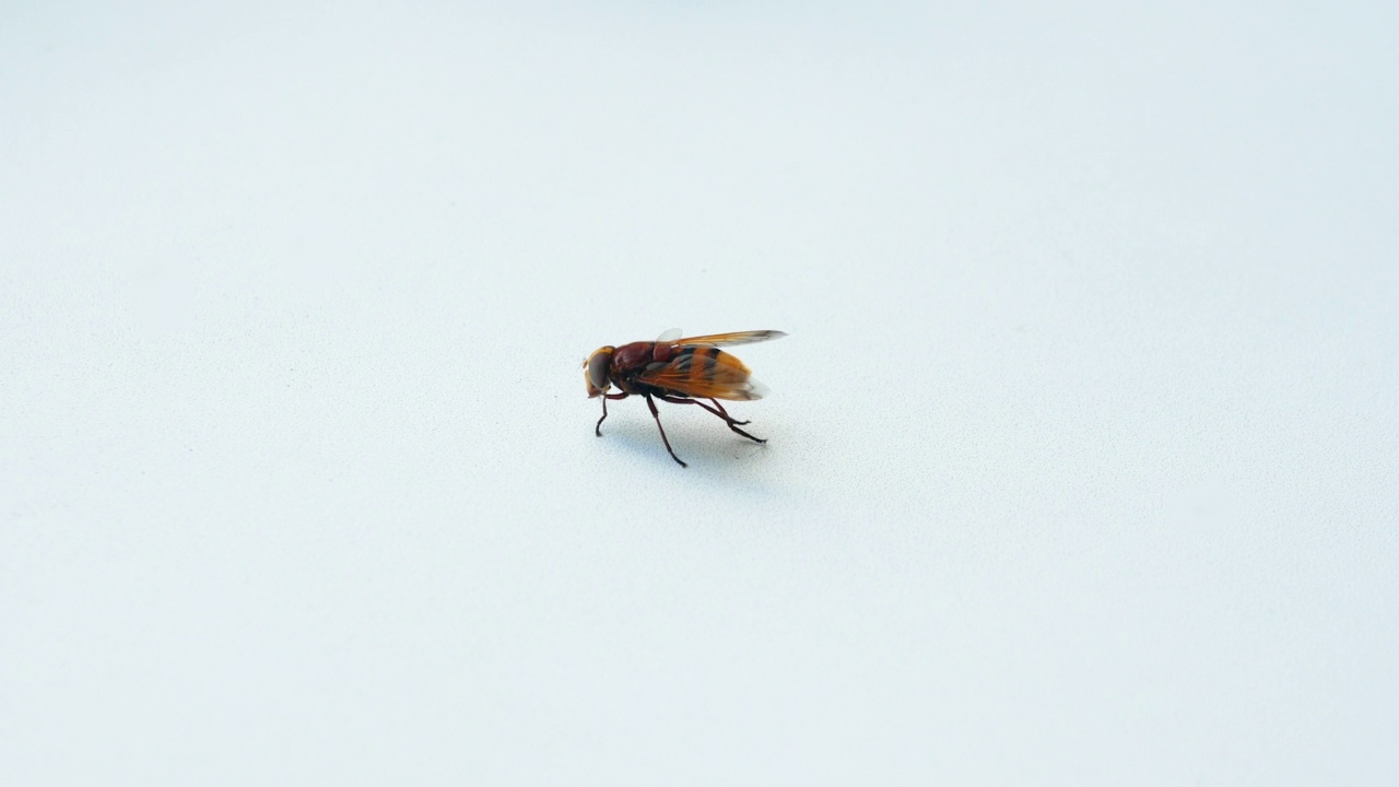 白色背景上的大黄蜂，蜜蜂特写视频素材