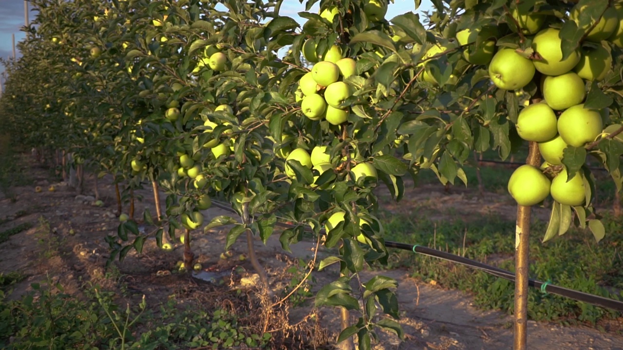 满是成熟果实的苹果园视频素材