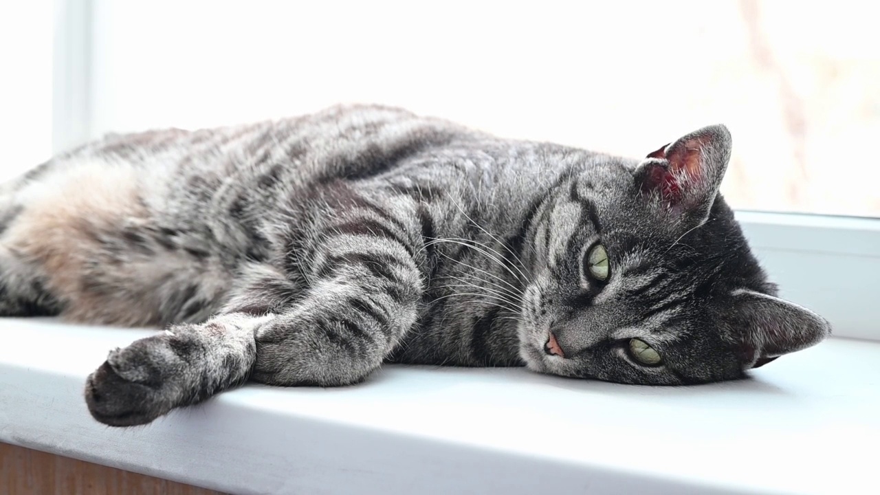 一只昏昏欲睡的虎斑猫躺在窗台上视频素材