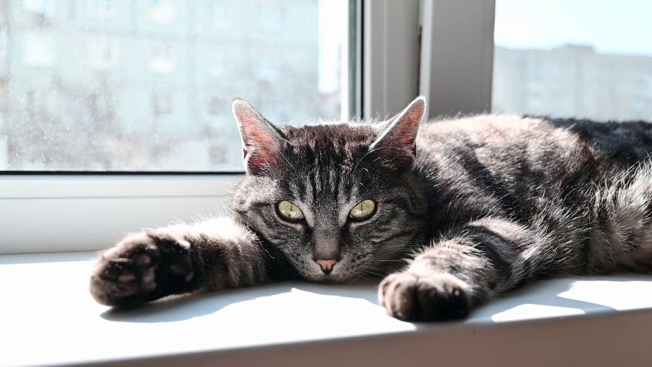 灰色家养虎斑猫在窗边的阳光下放松视频素材