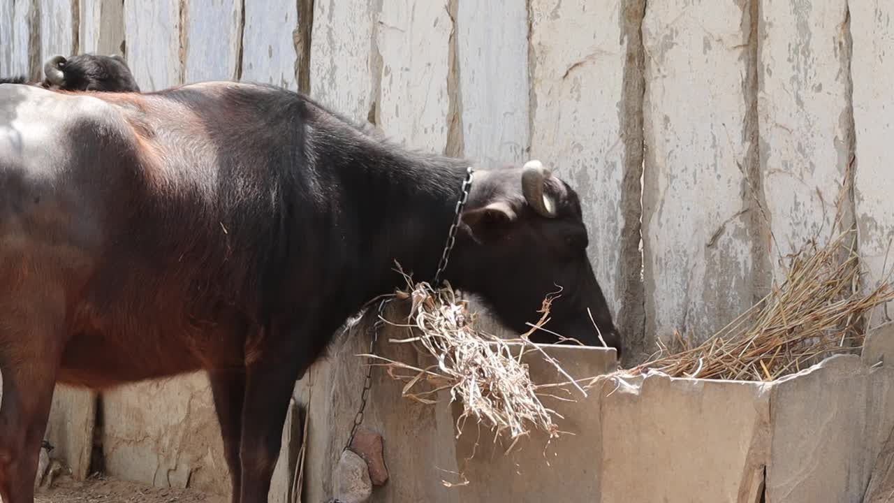宠物水牛被绳子绑在草地上吃草视频素材