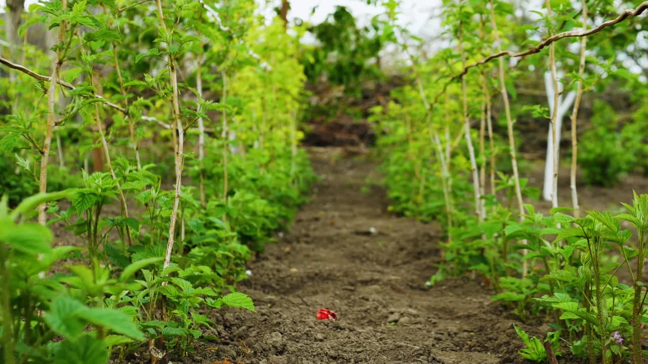 草莓种植园。盛开的草莓。种植草莓的灌木丛视频素材