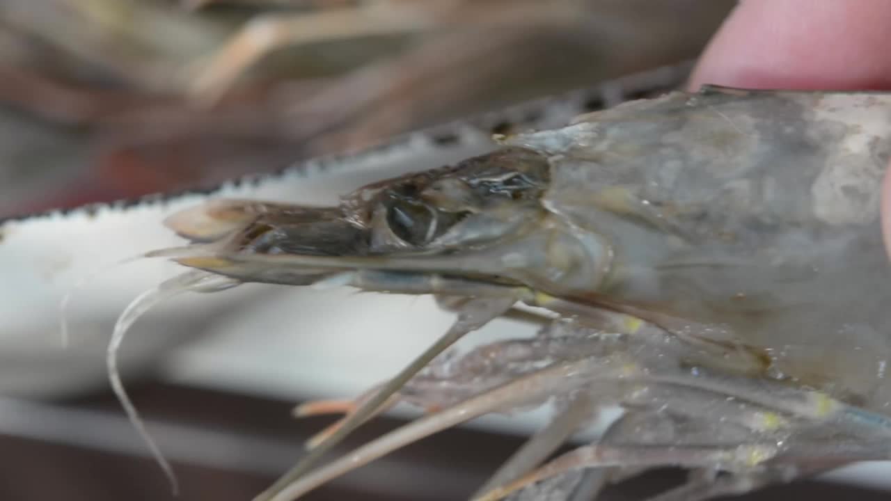 虎虾。生的冷冻大虾。视频下载