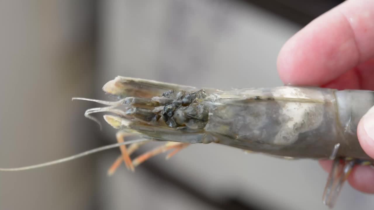虎虾。生的冷冻大虾。视频下载