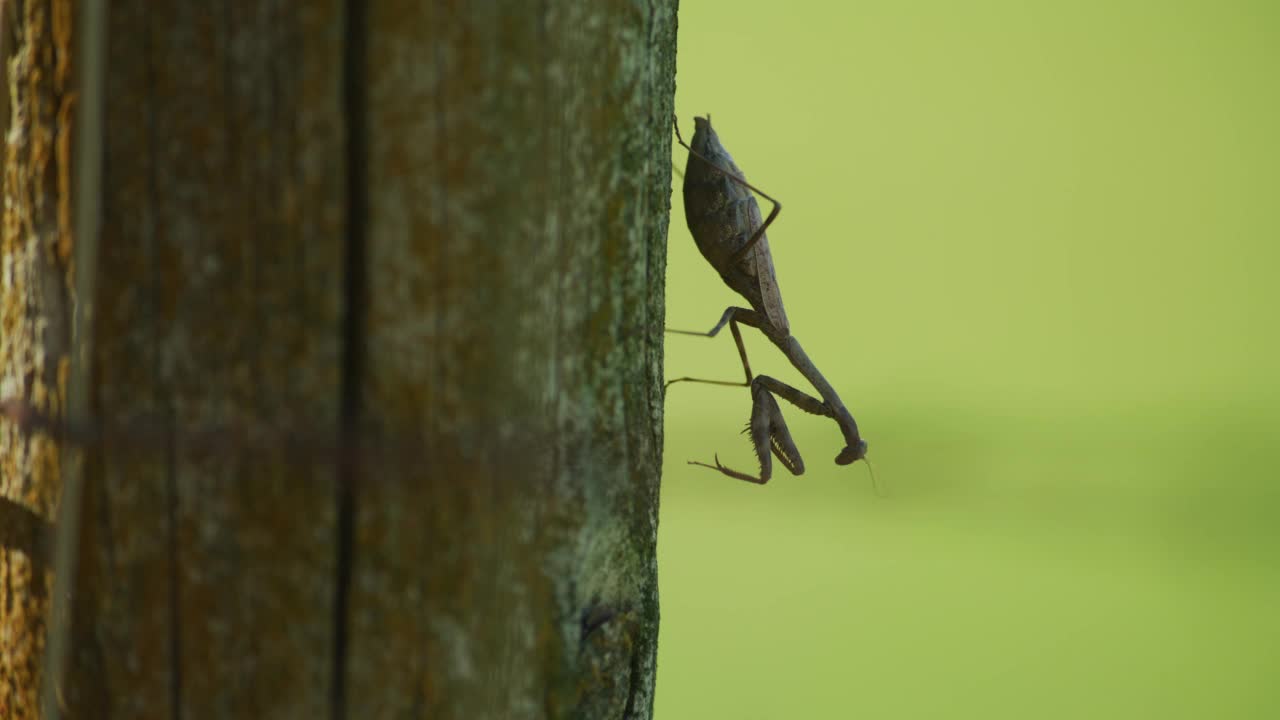 栅栏桩上的棕色螳螂。视频下载