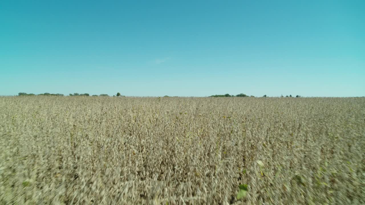 中西部玉米地上空的航拍风景褐色的玉米地已经准备好收割了。视频下载