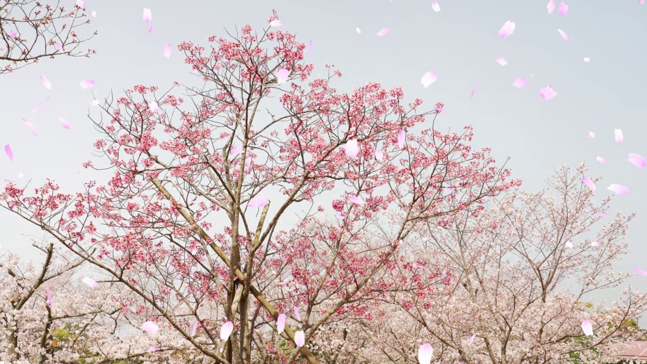 阳光下的樱花和飘落的樱花花瓣“CG合成”视频下载