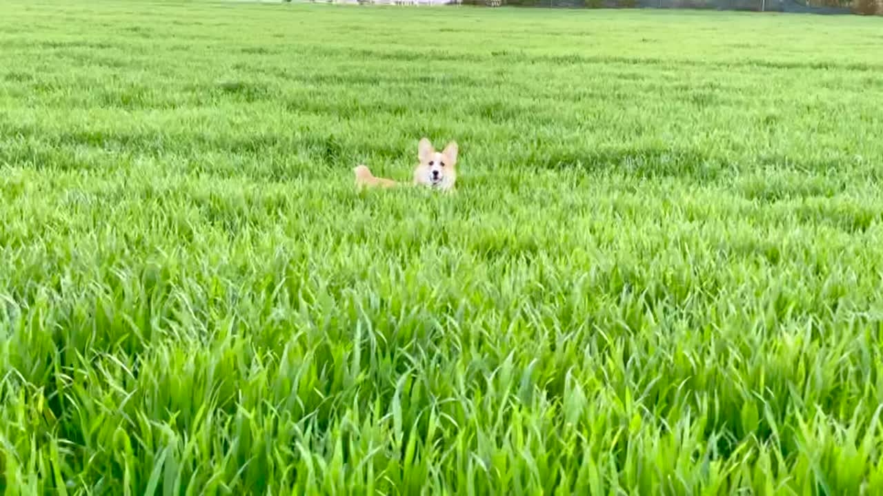 一只柯基犬穿过高高的草丛，以慢动作向镜头前跳跃视频下载