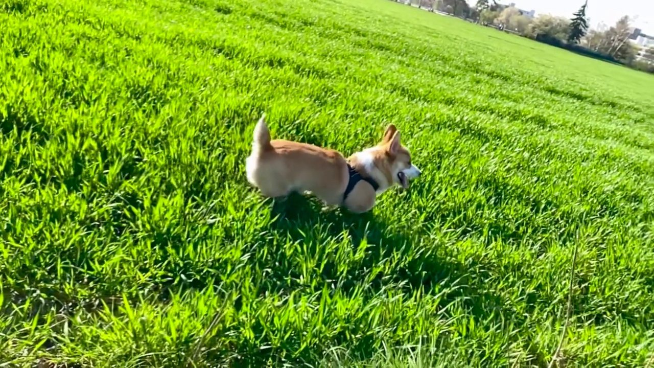 在慢动作中，一只柯基犬在高草丛中奔跑的平滑跟踪镜头视频下载