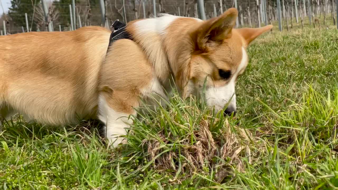 一条柯基犬在葡萄园前的草地上行走的平滑跟踪镜头视频下载
