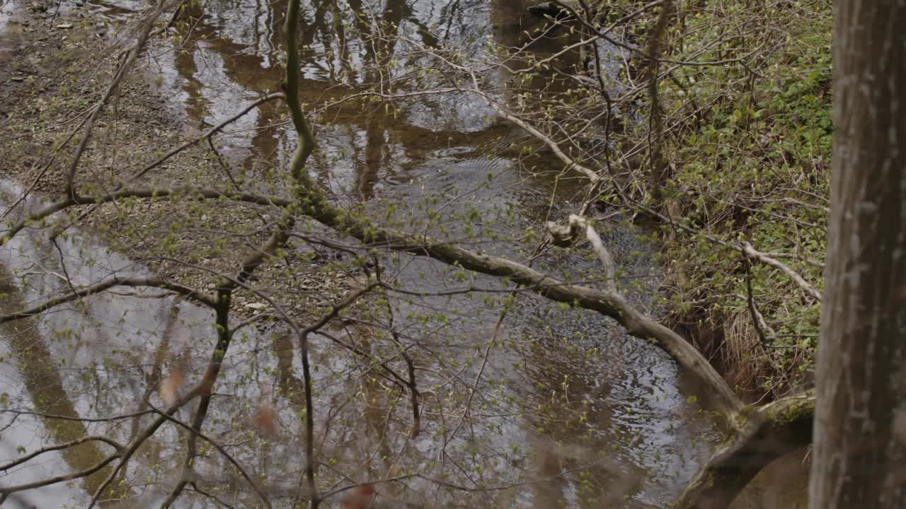 平静的河水在森林中流动视频素材