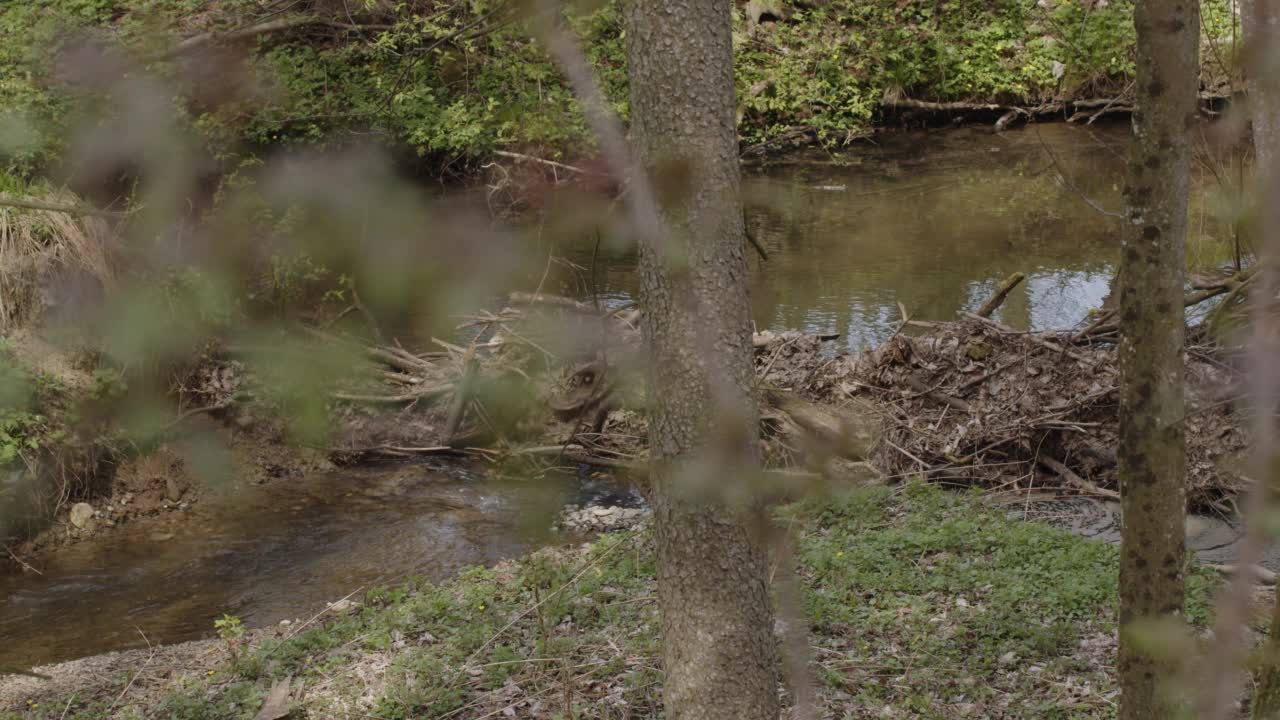 小森林河上的天然河坝视频素材