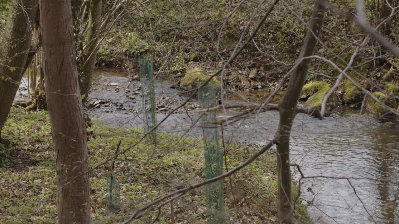 森林中河边的小树用栅栏围起来视频素材