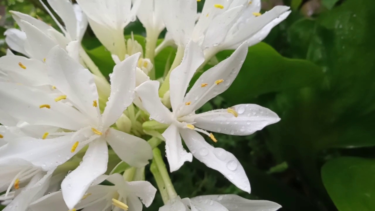 雨滴落在花园中盛开的白花上视频素材