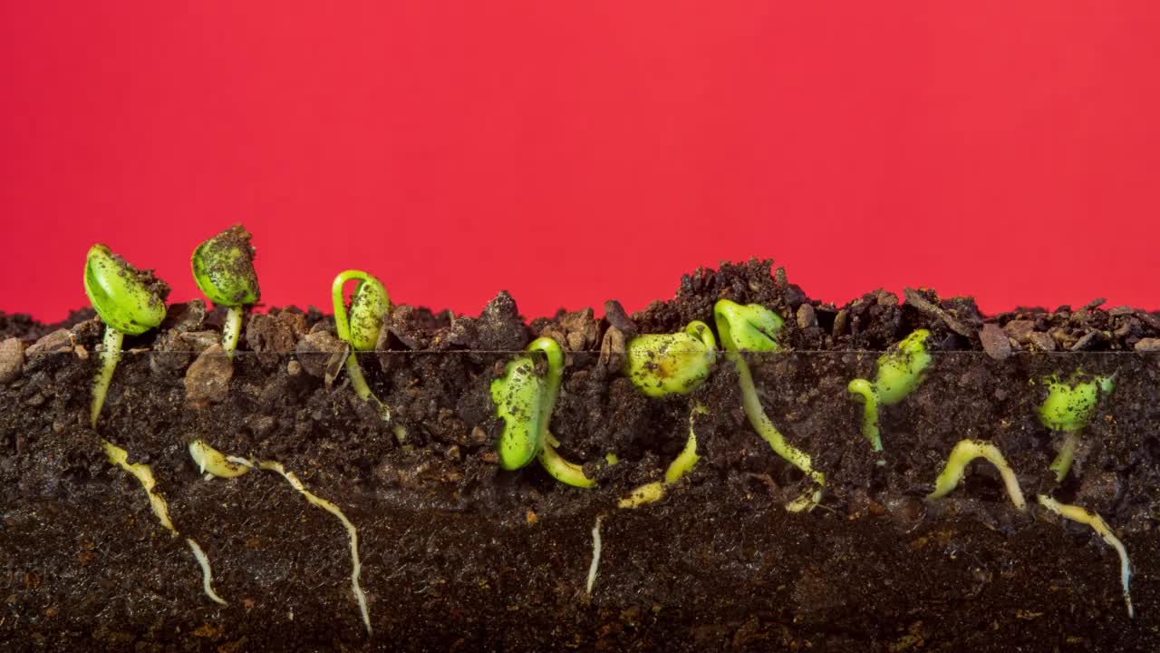 4K时间推移视频地面上三个大豆从芽生长，拍摄的红色背景。视频素材