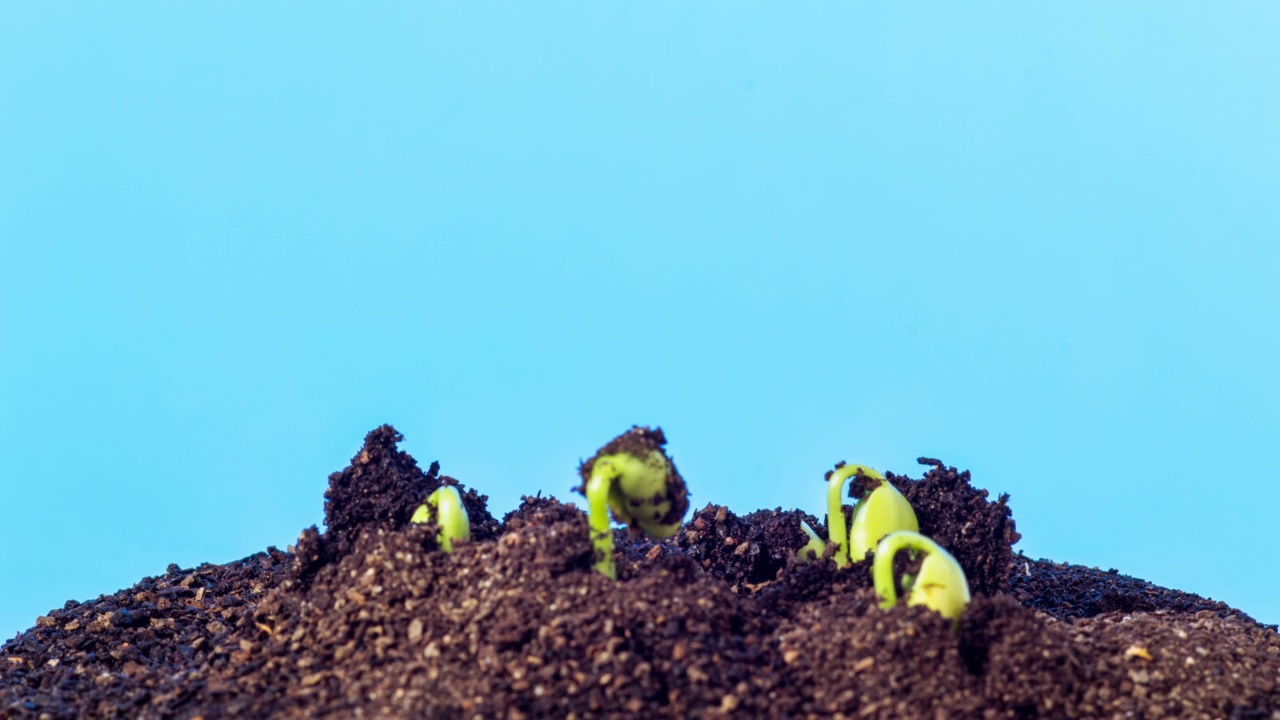 4K延时视频地面上的三个大豆生长和旋转从芽，拍摄在蓝色背景。视频素材