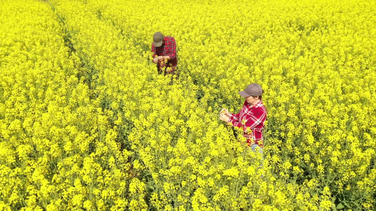 航拍的两个农民检查开花的油菜籽作物，无人机pov视频素材