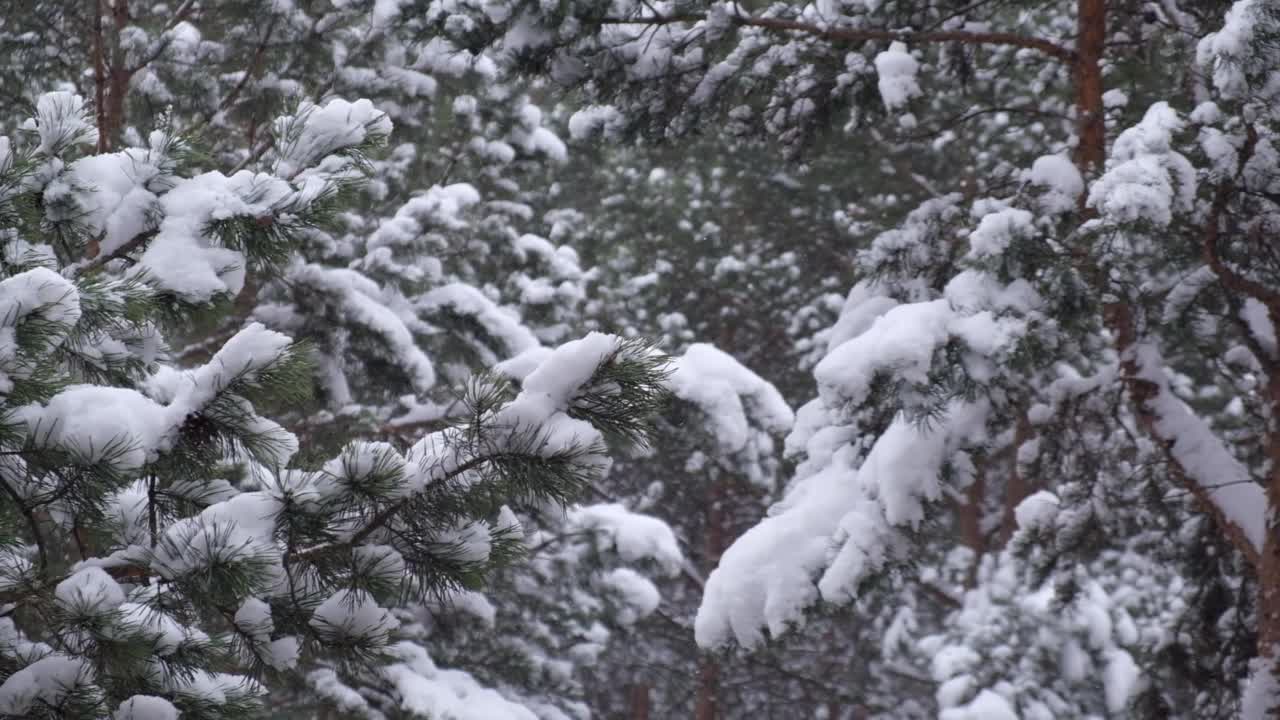 飓风刮起并刮落松树树枝上的雪，冬天天气不好。特写镜头。缓慢的运动。视频素材