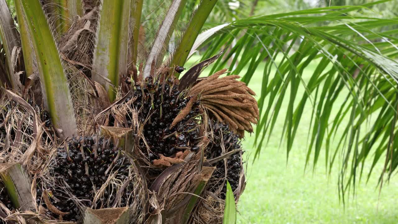 种植园中的棕榈油植物视频下载