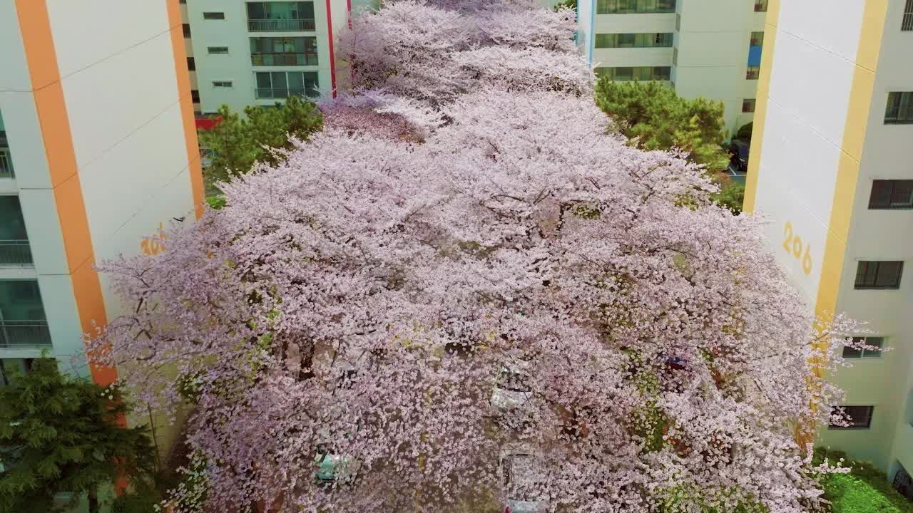 春天的城市景观与樱花树视频素材