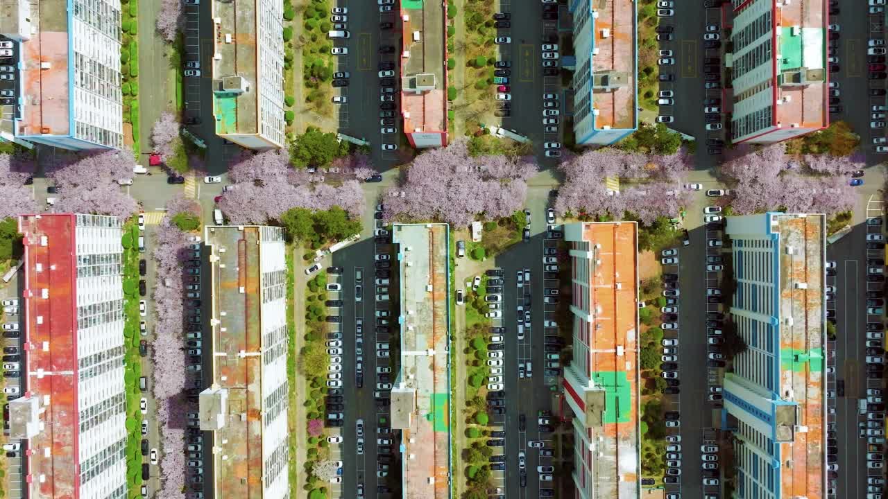 春天的城市景观与樱花树视频素材