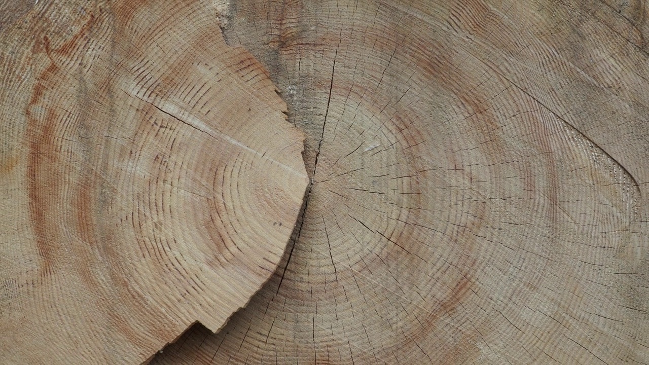 生长年轮在一棵砍下的树在Bodnant花园，北威尔士，英国。视频下载