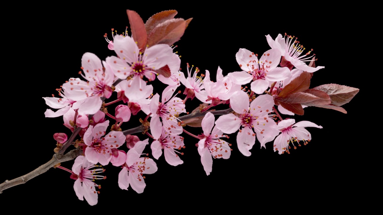 4K时光流逝花樱桃树视频素材