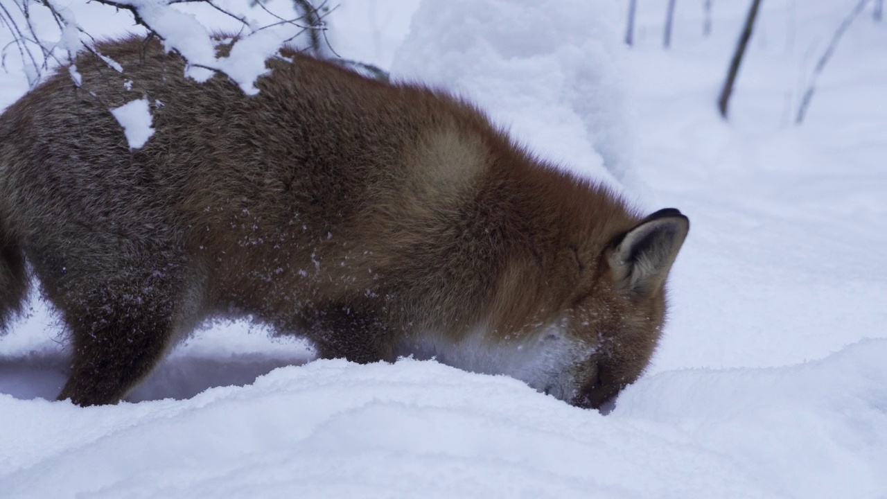 红狐狸跳进雪地里抓住了老鼠。视频素材