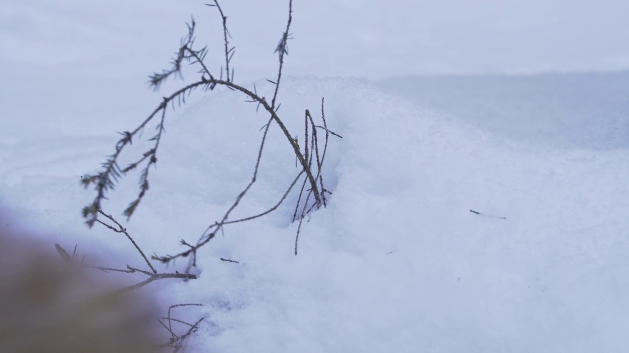 一只赤狐的肖像，秃鹫，冬天的特写。视频素材