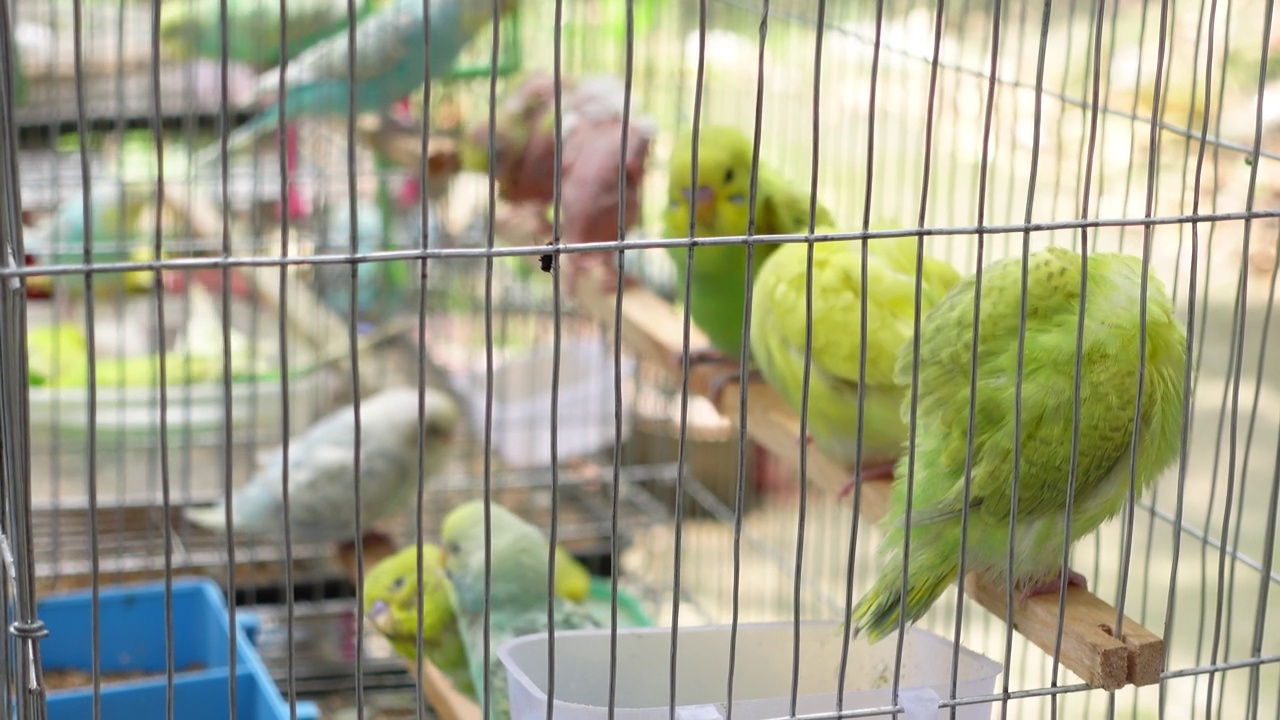 笼子里美丽的爱情鸟视频素材