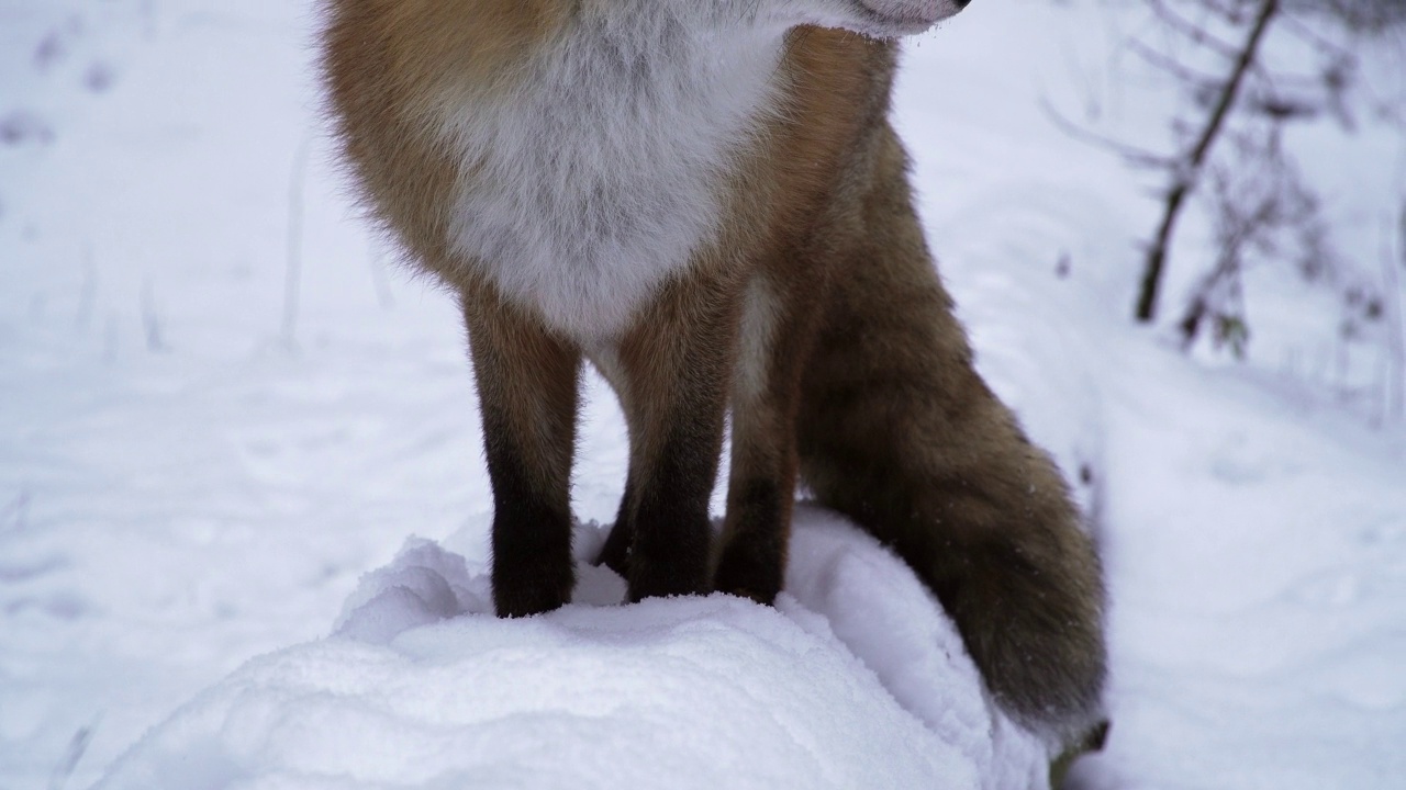 冬天的赤狐特写肖像。视频素材