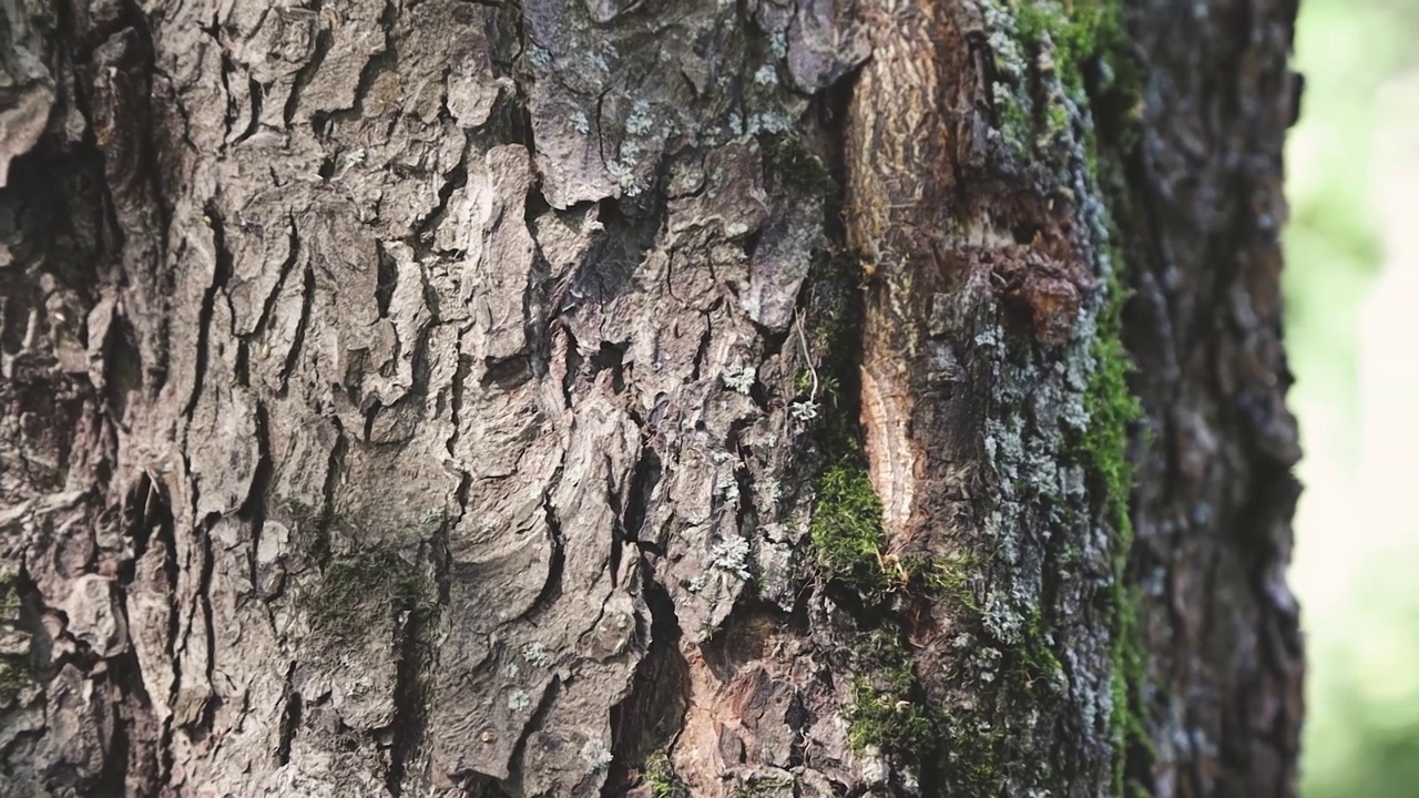 摄像机沿着三棵树的树干移动，进入一片模糊的绿色森林视频素材