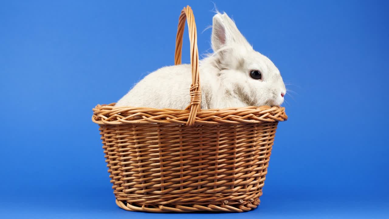 装饰家兔坐在蓝色背景的篮子里。可爱的小兔子四处张望。健康的动物和宠物概念视频下载