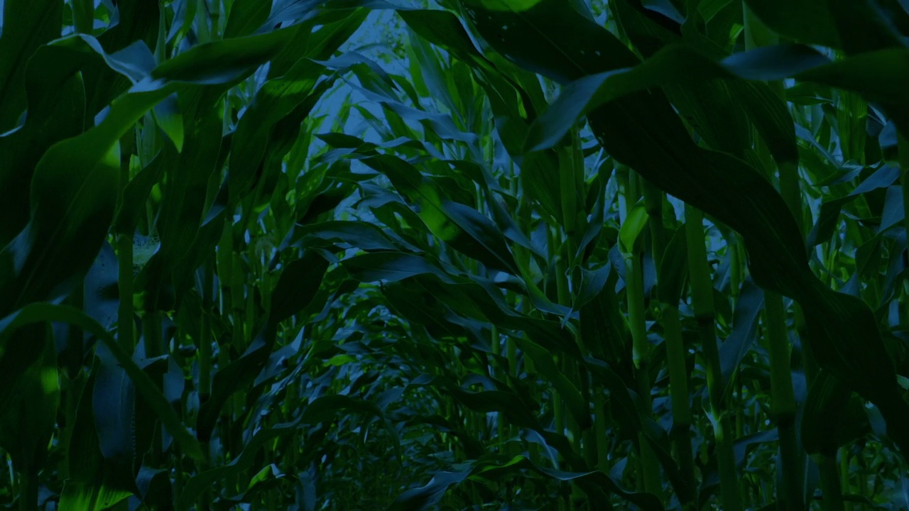 走在玉米地在晚上视频素材
